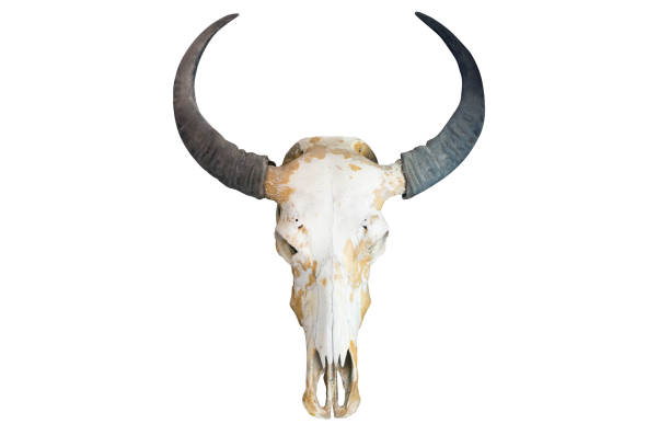 istock Skull of a horned animal 838742300
