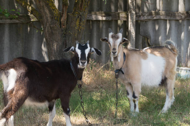 istock Two white- beige and brown goats graze on the meadow 838748706