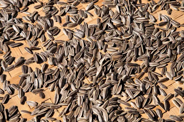 A number of striped sunflower seeds in their hulls drying outside, Myanmar