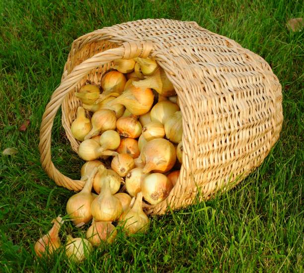 istock Onions in a wicker basket on grass 838749114
