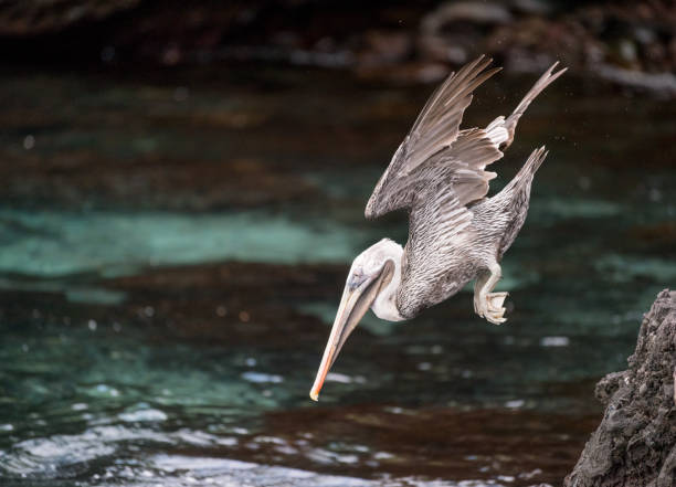 istock Pelican hunting diving down, Galapagos Islands, Ecuador 838749948