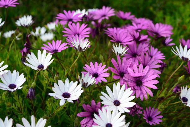istock Magaritan flowering in Spain 838754514