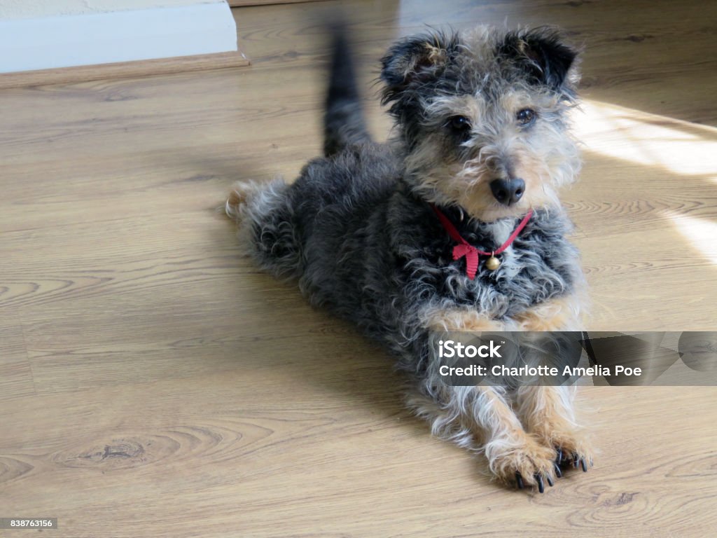 Terrier - Photo de Queue libre de droits