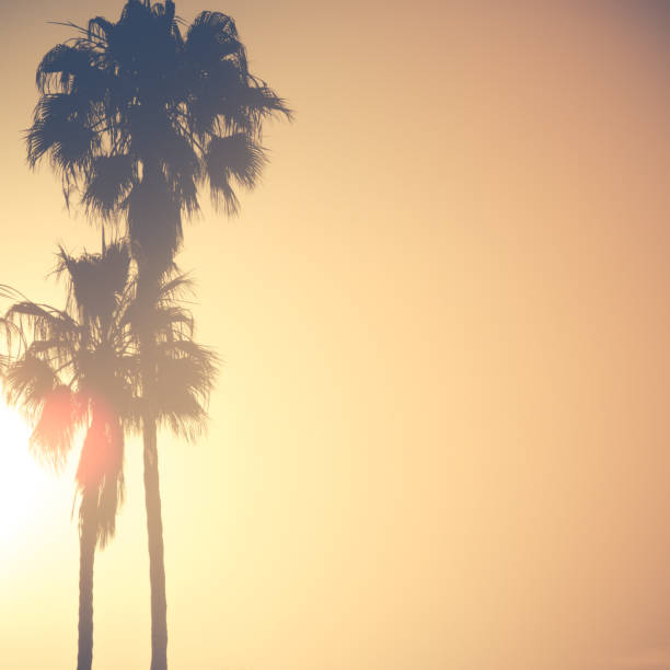 istock Palm Trees in Golden Sunset With Copy Space 838769688