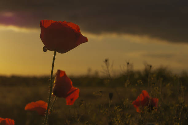 istock Red poppy grows on the field at the sunset 838770662