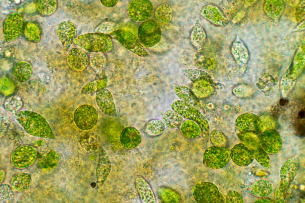 euglena es un género de los eucariotas flagelados unicelulares bajo visión microscópica para la educación. - trichonympha fotografías e imágenes de stock