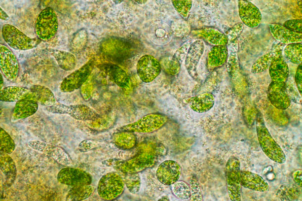 euglena es un género de los eucariotas flagelados unicelulares bajo visión microscópica para la educación. - trichonympha fotografías e imágenes de stock