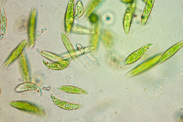 euglena ist eine gattung von einzelligen flagellate eukaryoten unter mikroskopischer sicht für bildung. - plankton stock-fotos und bilder