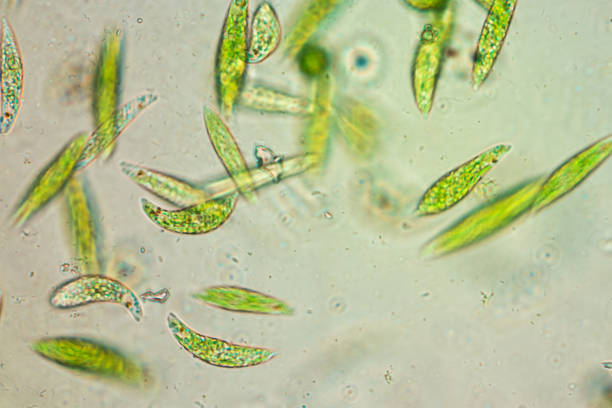 euglena est un genre d’unicellulaires flagellés eucaryotes sous vue au microscope pour l’éducation. - eau douce photos et images de collection