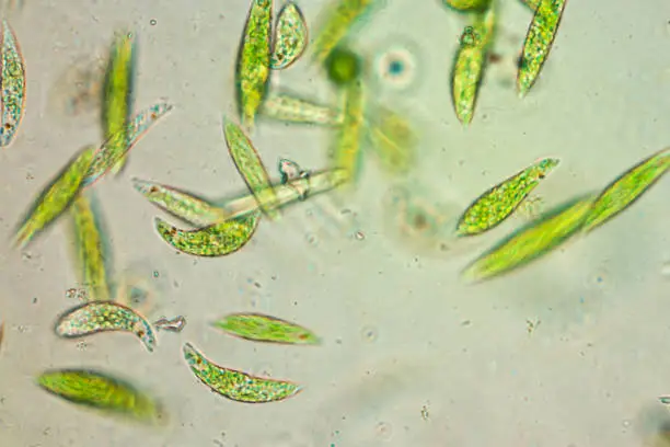 Photo of Euglena is a genus of single-celled flagellate Eukaryotes under microscopic view for education.