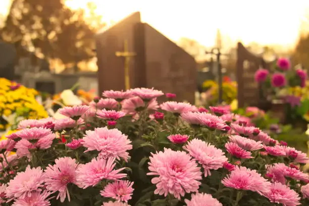 Photo of Flowers on a cemetery