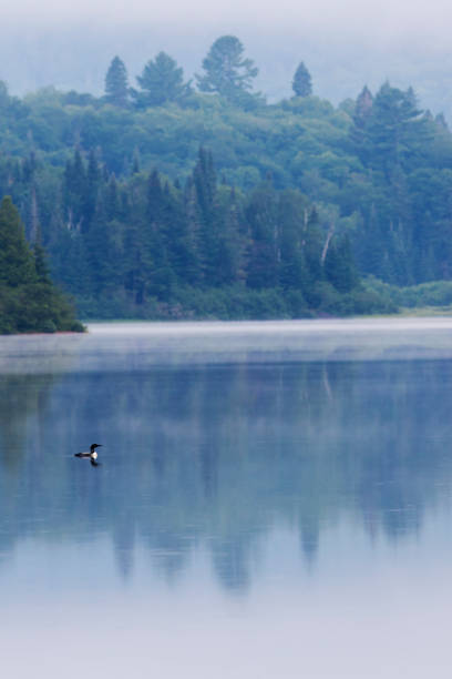 Mauricie national park in summer