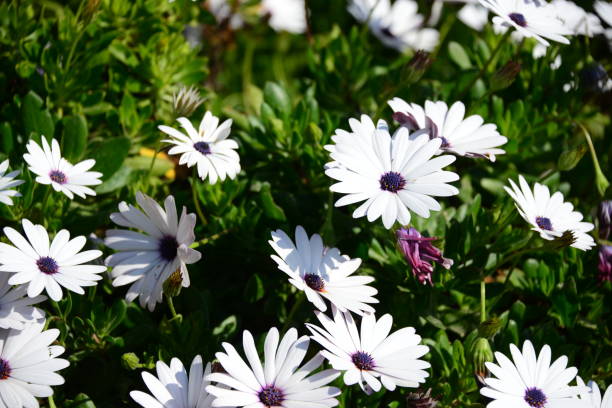 istock Magaritan flowering in Spain 838775124