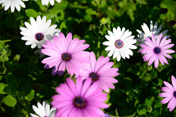 istock Magaritan flowering in Spain 838775496