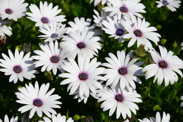 istock Magaritan flowering in Spain 838785610