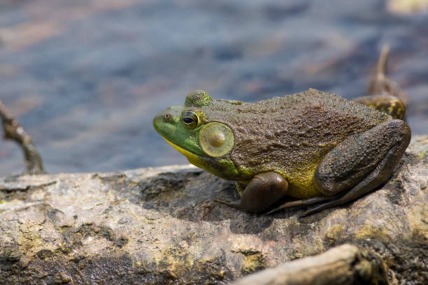 grenouille taureau nord-américaine - bullfrog frog amphibian wildlife photos et images de collection