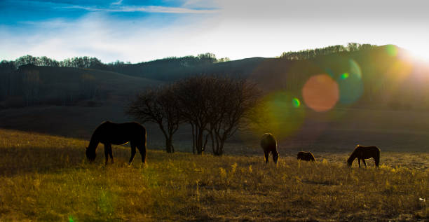 o cavalo na pradaria - prairie farm winter snow - fotografias e filmes do acervo