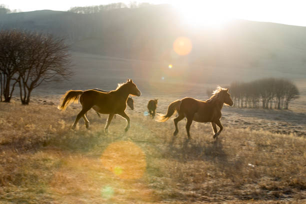 o cavalo na pradaria... - prairie farm winter snow - fotografias e filmes do acervo