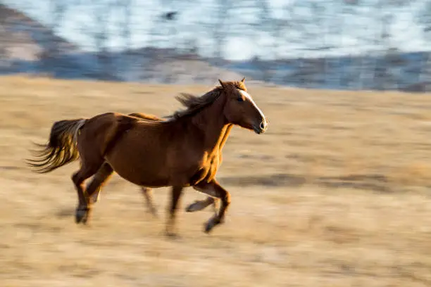 The horse on the prairie...