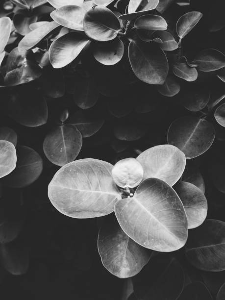 istock Black and white leaves with shadow 838788998