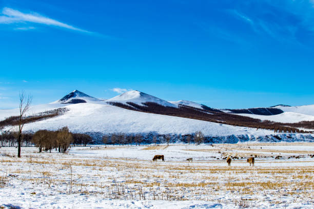 istock Winter ranch, grazing livestock 838794538