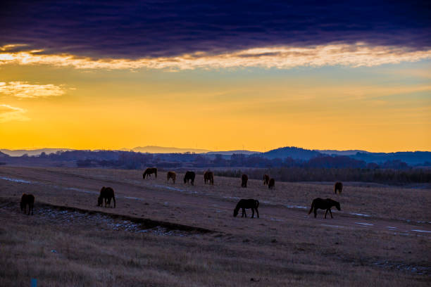 o cavalo na pradaria - prairie farm winter snow - fotografias e filmes do acervo