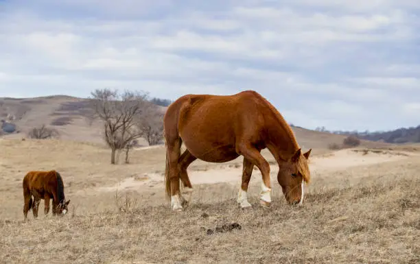 The horse on the prairie