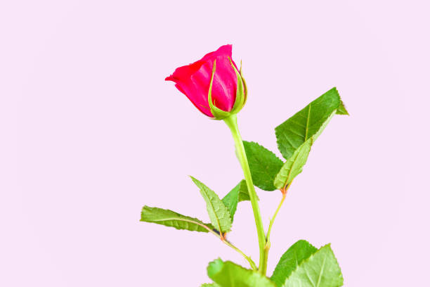 istock Romantic Pink Rose with Dusky Pink back Ground 838795472