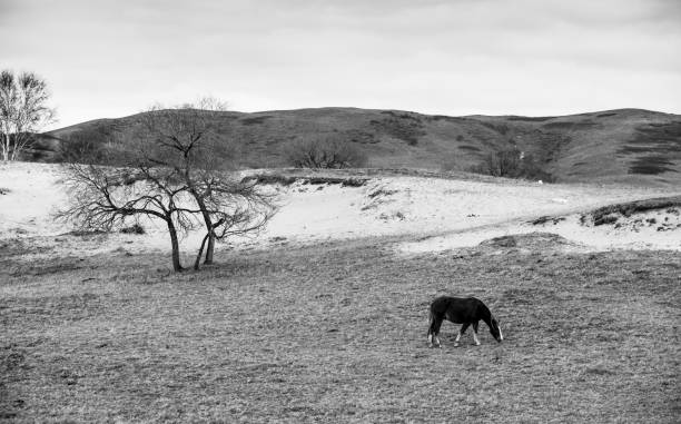 o cavalo na pradaria - prairie farm winter snow - fotografias e filmes do acervo