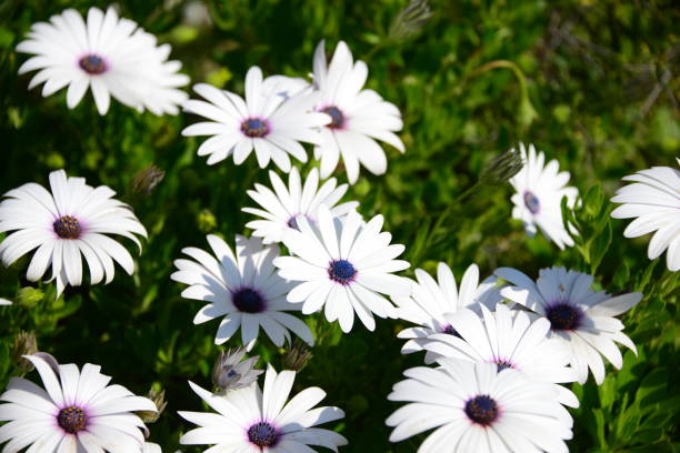 istock Magaritan flowering in Spain 838795972