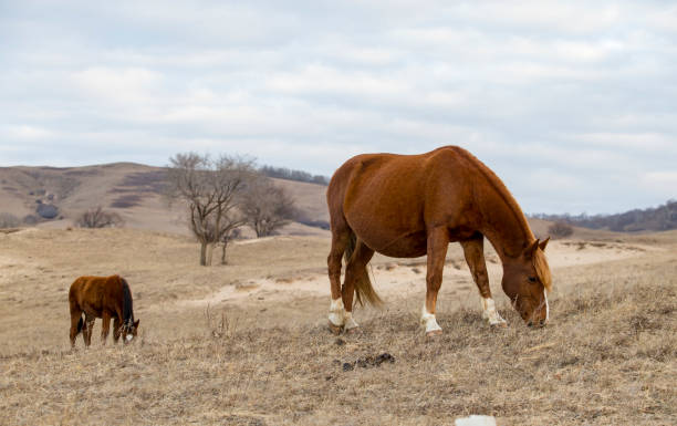 o cavalo na pradaria - prairie farm winter snow - fotografias e filmes do acervo