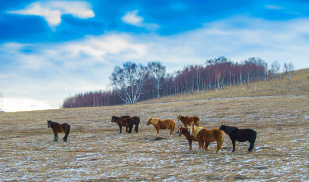 o cavalo na pradaria - prairie farm winter snow - fotografias e filmes do acervo