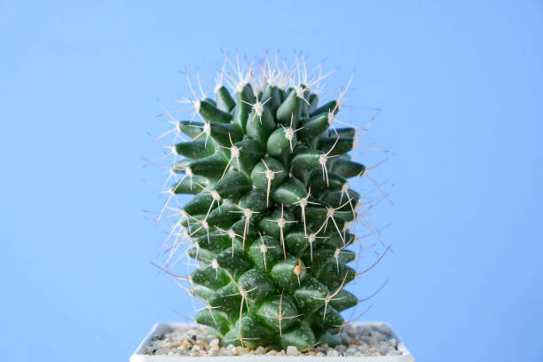 istock succulents or cactus in concrete pots over blue background on the shelf 838799130