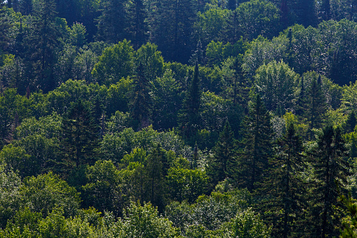 Mauricie national park, morning reflection