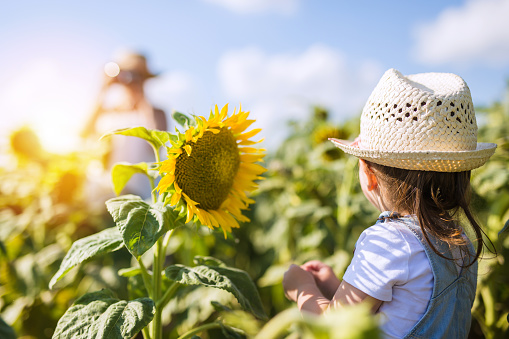 3 years old daughter is posing for her mom in the field of sunflower