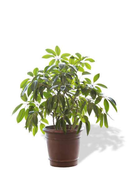 istock Pots full of green leaves 838810842
