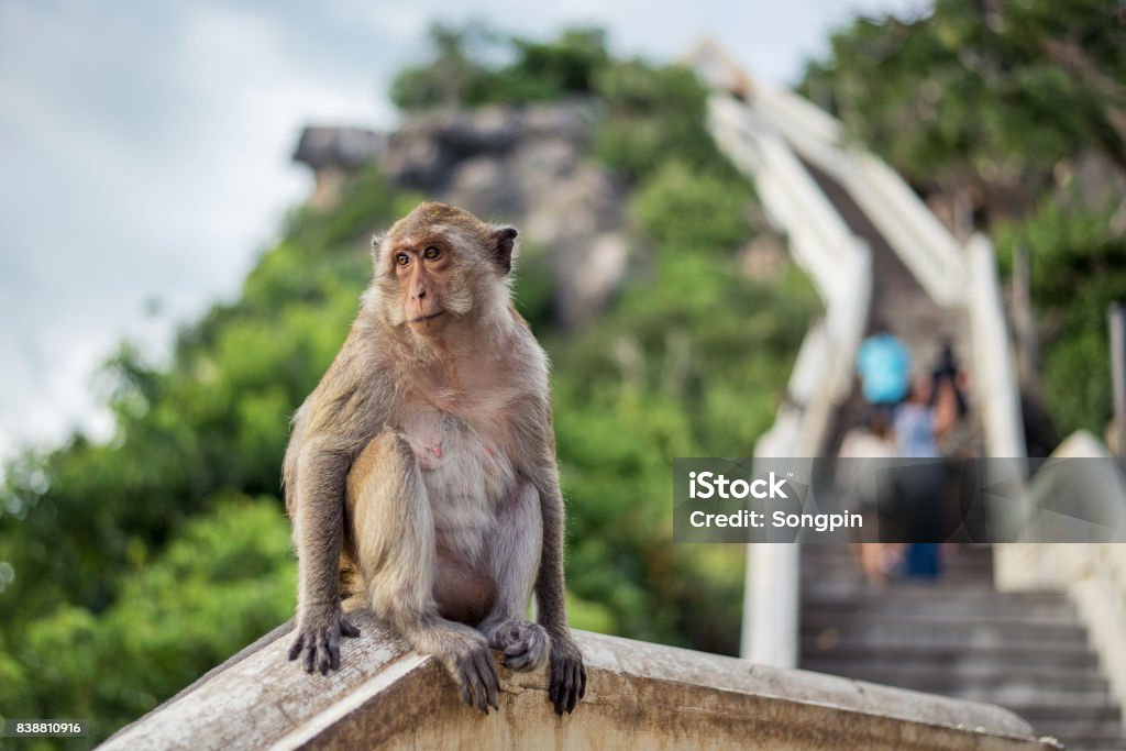 Monkey sitting on mountain background Animal Stock Photo