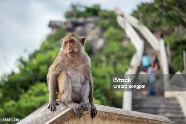 Monkey Sitting On Mountain Background Stock Photo - Download Image Now - Animal, Baboon, Baby - Human Age