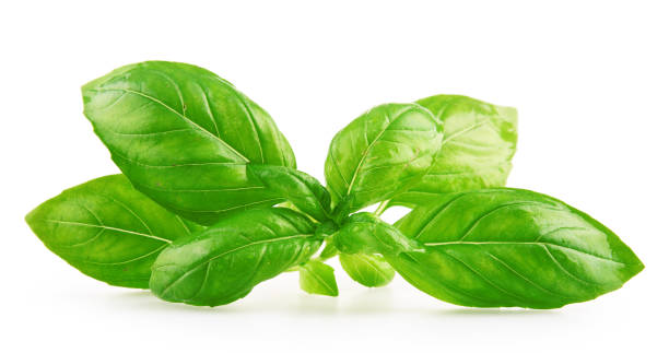 istock Fresh basil leaves isolated on white background. 838811094