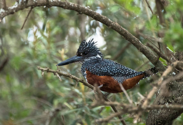 istock king Fisher 838811670