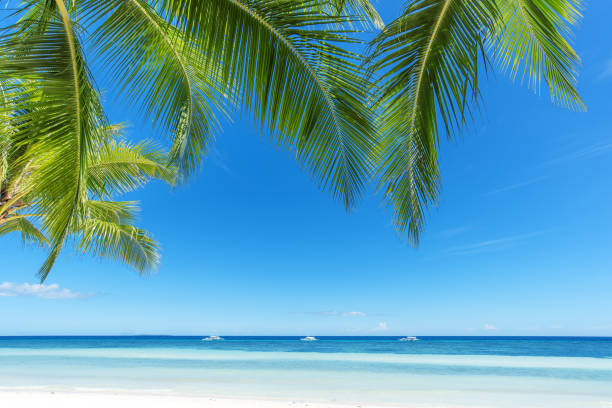 istock Palm leafs and tropical seascape 838814698
