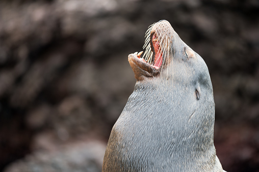 Male Seal singing, showing off, yawning. Nikon D810. Converted from RAW.