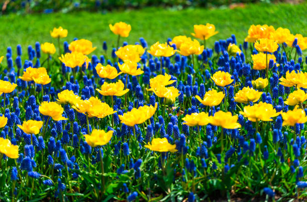 Beautiful tulips flowers field