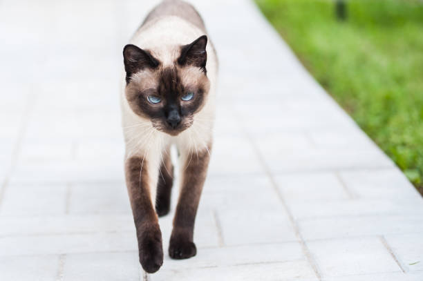 istock Cat is on track. Thai cat with blue eyes. 838824874