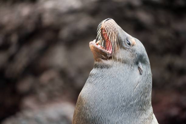 istock Male Seal singing, showing off, Galapagos Islands 838824950