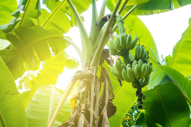bananes vertes sur l’arbre - banana tree photos et images de collection