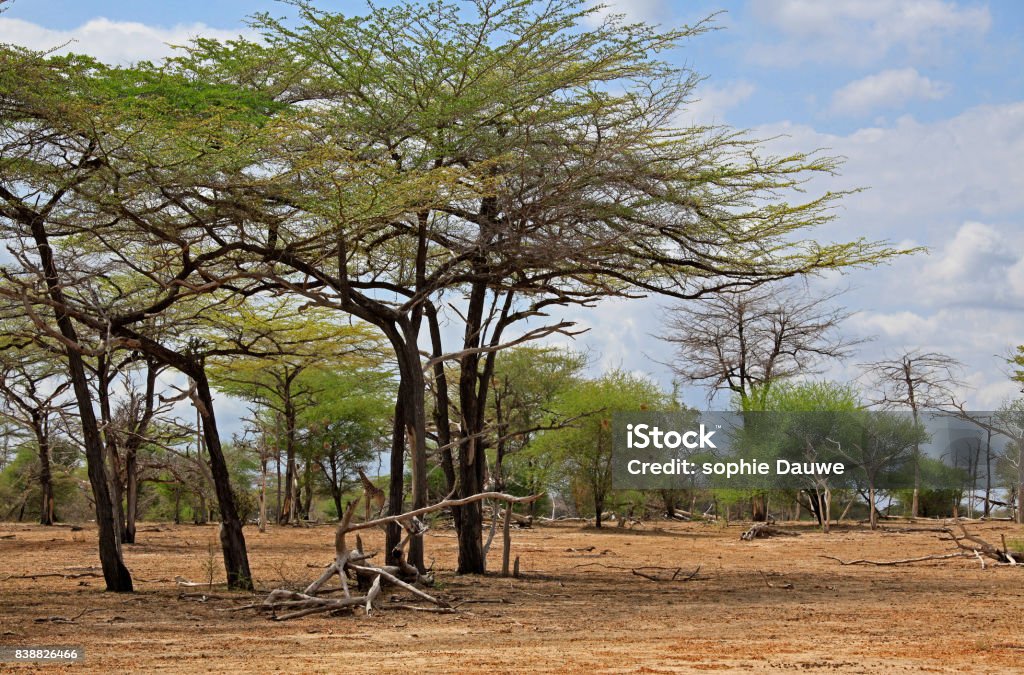 Landscape In Selous Game Reserve Tanzania Stock Photo - Download Image