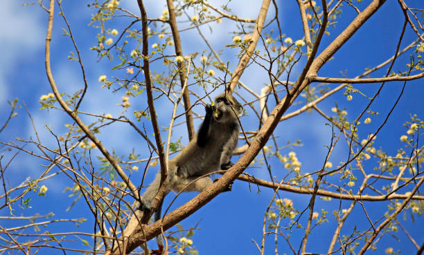 istock Small Monkey, Selous Game Reserve, Tanzania 838829462