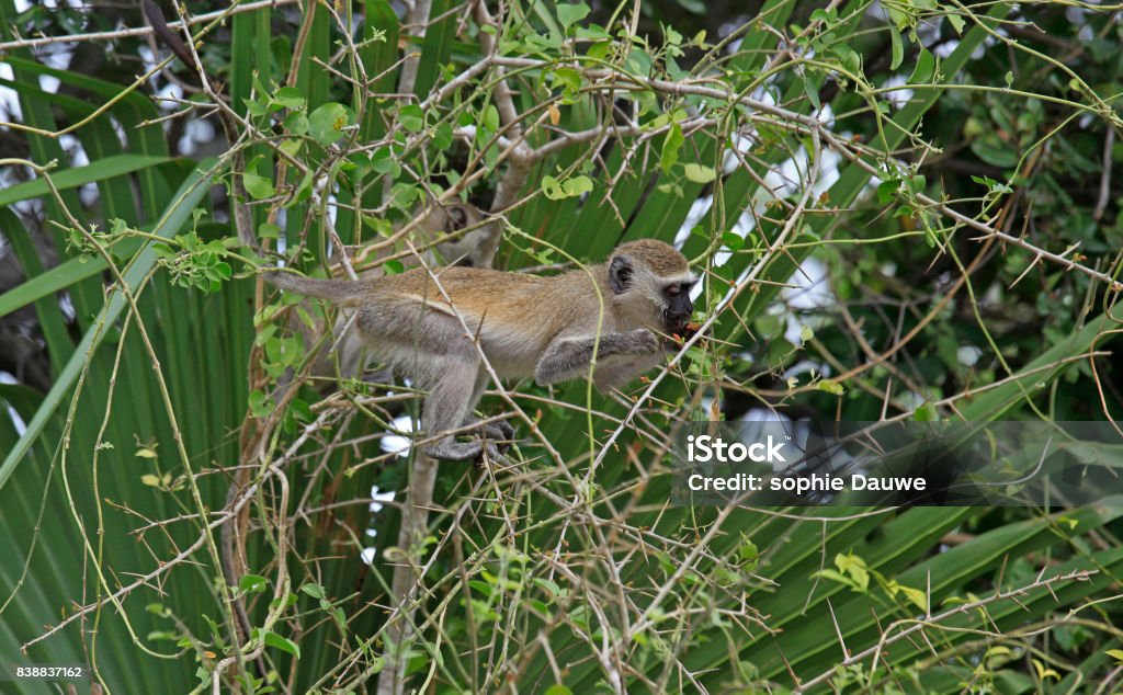 Black Faced Vervet Monkey Selous Game Reserve Tanzania Stock Photo