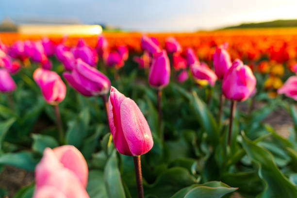 istock Beautiful tulips field 838837298
